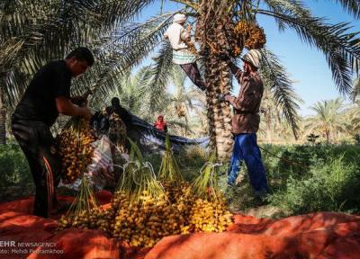 160 تن خرما از کشاورزان آبادانی خریداری شد