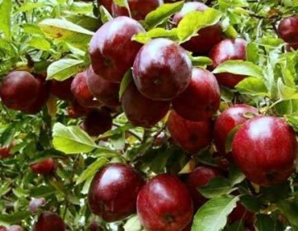 برگزاری جشنواره سیب در مراغه