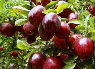 برگزاری جشنواره سیب در مراغه