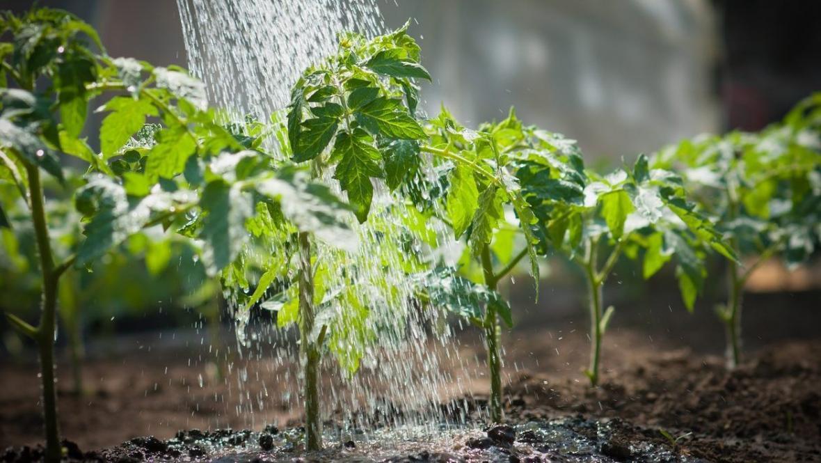 چگونه از گیاهان در برابر گرما محافظت کنیم؟