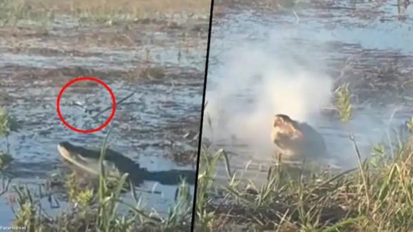 تمساح یک پهپاد را شکار کرد!