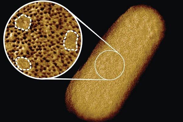 دقیق ترین تصویر از یک باکتری زنده برای شناسایی ابر میکروب ها