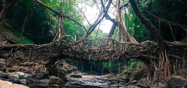 پل های زنده قدیمی یک قبیله در هند