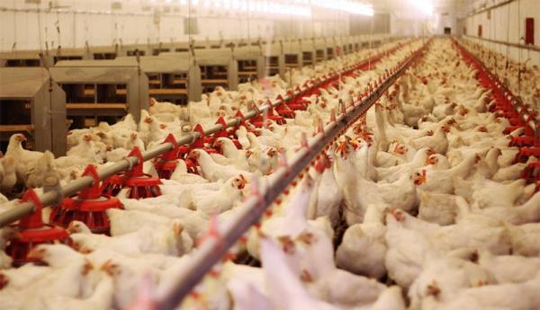 تور برزیل ارزان: مرغ مقرون به صرفه شد، واردات مرغ منجمد از ترکیه و برزیل