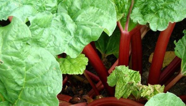 آشنایی با ریوند چینی و فواید آن آشنایی با ریوند چینی و فواید آن